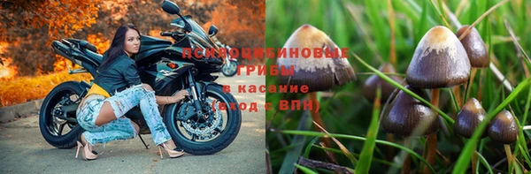 шишки Новодвинск