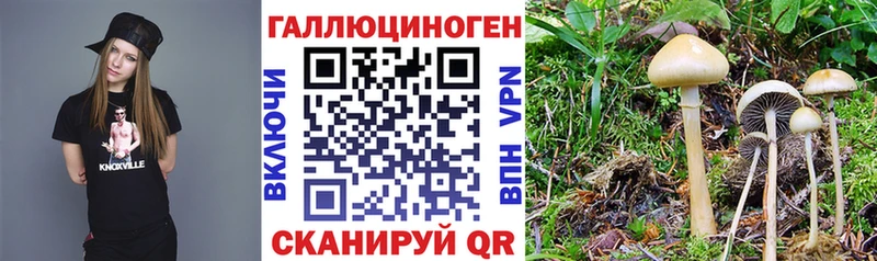 цена наркотик  Усть-Джегута  Галлюциногенные грибы Psilocybe 